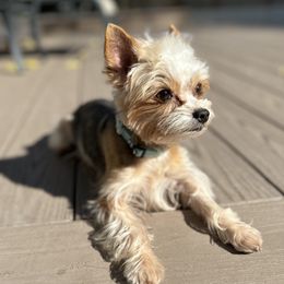 Chewie - Yorkshire Terrier