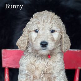 Bunny - Cream Goldendoodle puppy in Lancaster, Minnesota from North Star Dog Training