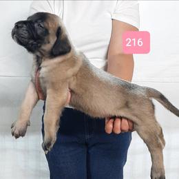 AKC PUP 216 - Fawn female Mastiff puppy in Ava, Missouri from Ozark Mountain Mastiffs