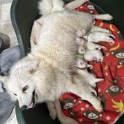 Japanese Spitz Puppies from IMag Japanese Spitz
