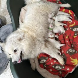 Japanese Spitz Puppies from IMag Japanese Spitz