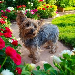 Callie - Blue and gold female Yorkshire Terrier puppy in Mountain Grove, Missouri from Precious Puppies