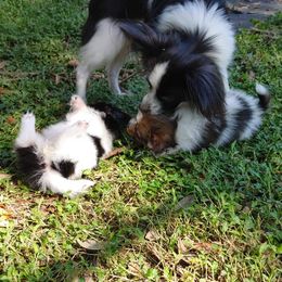 Papillon Puppies from Longwing Kennel