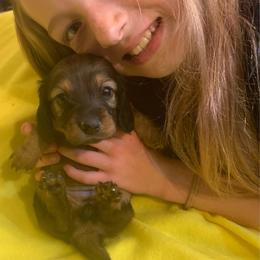 FiFi AKC full rights - Piebald female Dachshund puppy in Elizabethtown, Kentucky from Teeny Tiny Puppy Tails