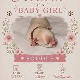 Brown - White female Poodle puppy in Walterboro, South Carolina from Puddlejumpers