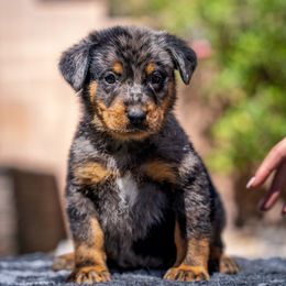 Orange Boy - Harlequin male Beauceron puppy in Henderson, Nevada from Joie de Vie Beaucerons