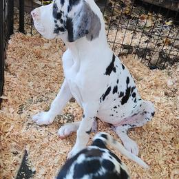 Harlequin Female 1 - Harlequin female Great Dane puppy in Gig Harbor, Washington from Lakaya Danes