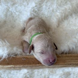 Goldendoodle Puppies from Grandview Goldendoodles