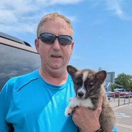 Frasier Crane - Brindle and white male American Corgi puppy in Paden, Oklahoma from Sunray Ranch