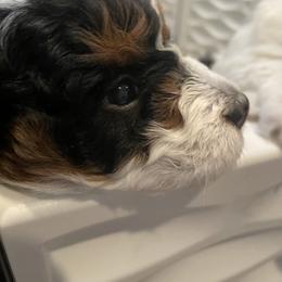 Bernedoodle Puppies from Birdie Bernedoodles