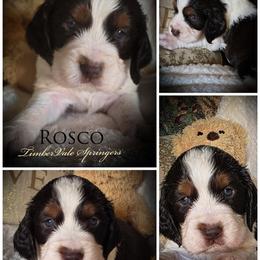 Boy 1 'Rosco' - Liver white and tan male English Springer Spaniel puppy in Silverdale, Washington from TimberVale Springers