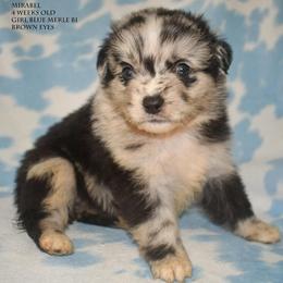 Mirabel - Blue merle female Miniature Australian Shepherd puppy in Patterson, North Carolina from DreamLine Aussies