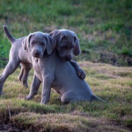 Weimaraner Puppies from About Time Weimaraners
