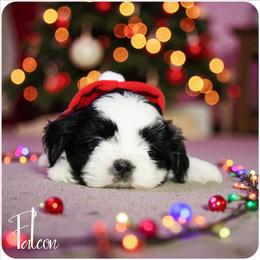 Falcon - Black and white male Shih Tzu puppy in Warren, Michigan from Danielle's Yorkie & Shih Tzu Babies