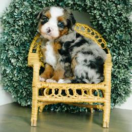 Beth - female Australian Mountain Doodle puppy in Spanish Fork, Utah from K Brand Doodles