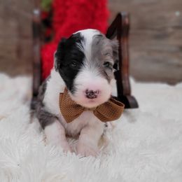 Missy - Blue merle and white female Sheepadoodle puppy in Woodburn, Indiana from DNLS Doodle Puppies