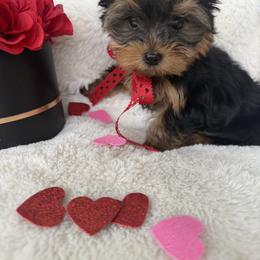 Diva - Black and tan female Yorkshire Terrier puppy in Riverside, California from Empire Yorkies