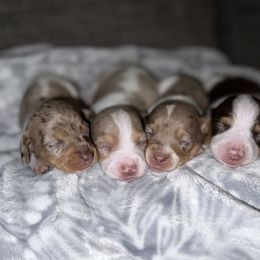 Dachshund Puppies from S7 Dachsunds