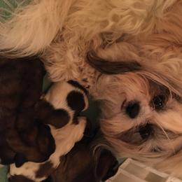 Shih Tzu Puppies from Sugar Paws Heavenly Shih Tzu’s