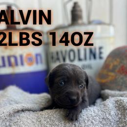 Alvin - Charcoal male Dilute Retriever puppy in Puyallup, Washington from 12 Door Farm Labradors