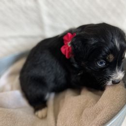 Australian Shepherd Puppies from Prairie Skies Farm