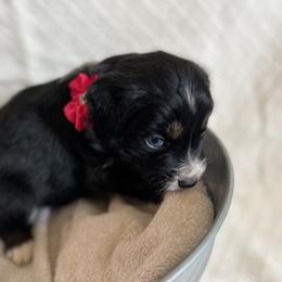 Australian Shepherd Puppies from Prairie Skies Farm