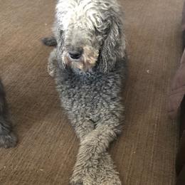 Nova - Poodle