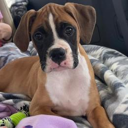 Boxer Puppies from Sergeant's Boxers