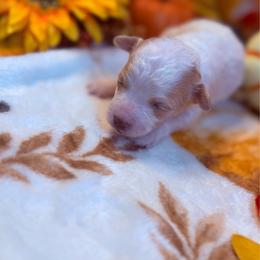 Sneaky - Merle female Maltipoo puppy in Scott, Arkansas from Legacy's Litters