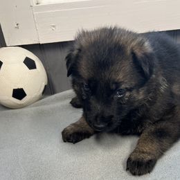 Girl 4 - Sable female German Shepherd puppy in Sharon Grove, Kentucky from Julie’s Shepherds