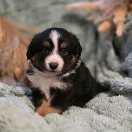 Chocolate - Black tri female Miniature Australian Shepherd puppy in Harker Heights, Texas from Comfy Cozy Kennel