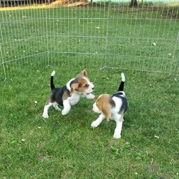 Beagle Puppies from Wilderness Beagles