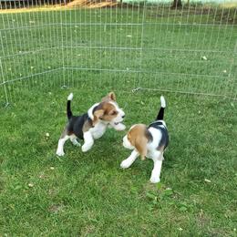 Beagle Puppies from Wilderness Beagles