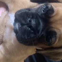 Boxer Puppies from Ocean Breeze Boxers