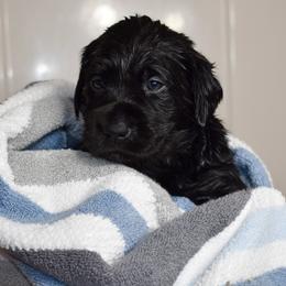 Dilute Retriever Puppies from Wicked Pines Retrievers