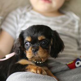 Cavalier King Charles Spaniel Puppies from Applewood Cavaliers
