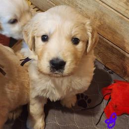 Anna - Golden female Golden Retriever puppy in Lucasville, Ohio from Halo Kennels