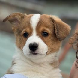 Taco - Sable male Pembroke Welsh Corgi puppy in Butte Meadows, California from Julia's Pembroke Welsh Corgis