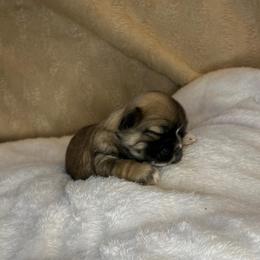 Rudy - Brindle male Shih Tzu puppy in Reading, Michigan from You Little Shih-tzu’s 😊
