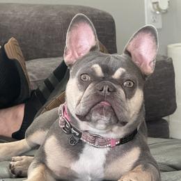 Stormi - French Bulldog