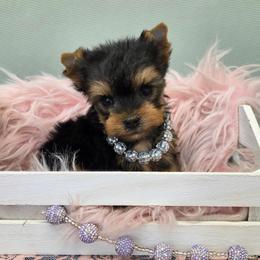 Disco - Blue and gold female Yorkshire Terrier puppy in Monticello, Iowa from Ashley’s Puppies
