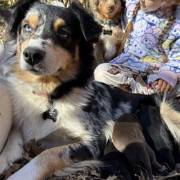 Miniature Australian Shepherd puppies from Forever Holmes Aussies