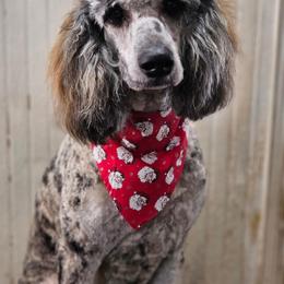 Fiona - Brindle female Poodle puppy in Lafayette, Alabama from Williams Lake Doodles