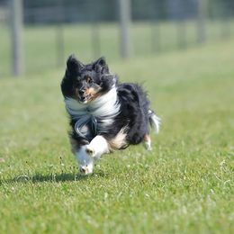 Shetland Sheepdogs from Gypsy Shetland Sheepdogs