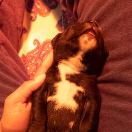 Staffordshire Bull Terrier Puppies from Ol'Wood Stafford's