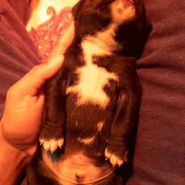 Staffordshire Bull Terrier Puppies from Ol'Wood Stafford's
