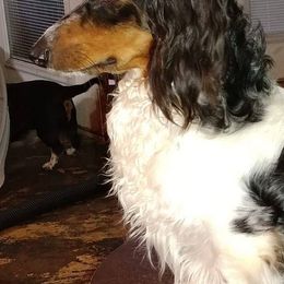 Dachshunds from Dorothy's Dogs