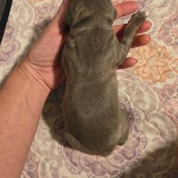 Blue boy - Blue and rust male Doberman Pinscher puppy in New River, Arizona from Desert Mountain Dobermans