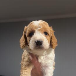 Prince - Brown and white male Bernedoodle puppy in Beauty, Kentucky from The Doodle Pad