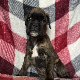 Marlie - Brindle female Boxer puppy in Cicero, New York from MK Boxer Haven of CNY